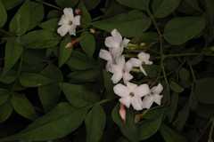 Jasminum grandiflorum